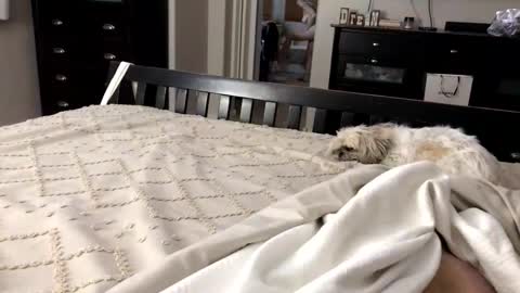 Snapshot of mrrogue chatting on November 1, 5:20 am mrrogue online show from November 1, 5:20 am