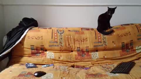 a Ordinary Boy online show from February 15, 2:19 am