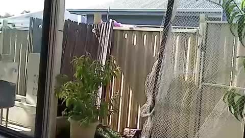 Snapshot of nekkminuttnekkminutt chatting on December 3, 8:27 am NECK online show from December 3, 8:27 am