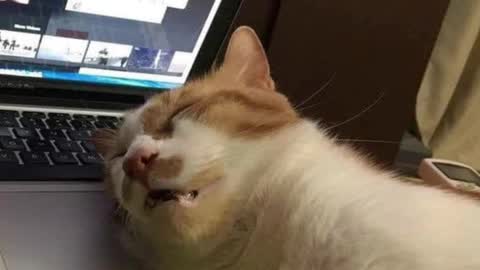 Snapshot of pambeeslyy chatting on March 4, 5:32 am Pam online show from March 4, 5:32 am