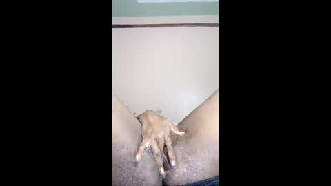 Snapshot of paulveshmah chatting on March 23, 12:42 pm paulveshmah online show from March 23, 12:42 pm