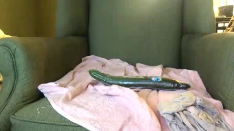 Snapshot of queenkitty477 chatting on October 25, 1:46 am queenkitty477 online show from October 25, 1:46 am