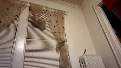 tranzGODess online show from December 11, 5:53 am