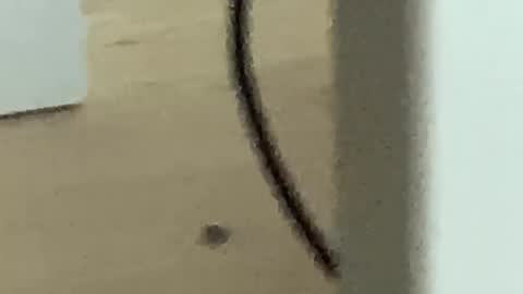 Snapshot of romanooff chatting on November 27, 4:25 am Roman online show from November 27, 4:25 am