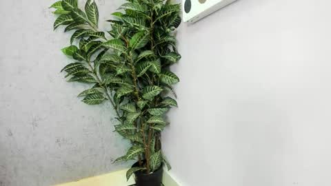 Scarlett 3 online show from February 26, 3:05 am