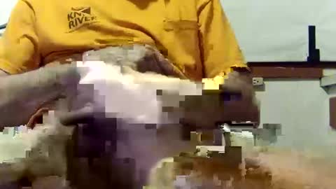 Snapshot of scoutiii chatting on March 10, 10:37 am scoutiii online show from March 10, 10:37 am