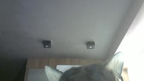 Snapshot of skinnykittencam chatting on May 12, 11:51 am skinnykittencam online show from May 12, 11:51 am
