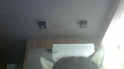 Snapshot of skinnykittencam chatting on May 16, 10:36 am skinnykittencam online show from May 16, 10:36 am