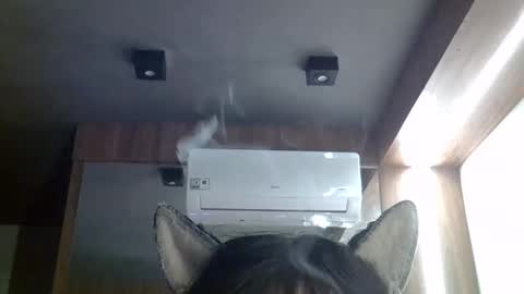 Snapshot of skinnykittencam chatting on May 20, 2:45 pm skinnykittencam online show from May 20, 2:45 pm