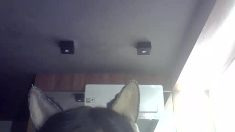 Snapshot of skinnykittencam chatting on May 29, 9:29 am skinnykittencam online show from May 29, 9:29 am