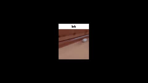 Gus online show from May 2, 12:21 pm