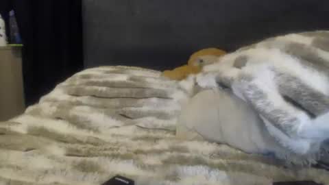 Snapshot of sofigarcia17 chatting on June 8, 2:01 am sofi online show from June 8, 2:01 am