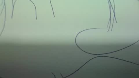 Scottietee online show from March 2, 5:08 am