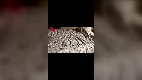 Stony online show from December 21, 11:28 am