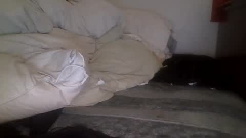 tellias online show from September 15, 10:37 am