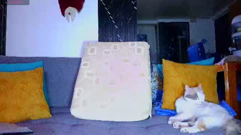 Snapshot of the_dog_lian chatting on June 28, 12:27 am the dog lian online show from June 28, 12:27 am
