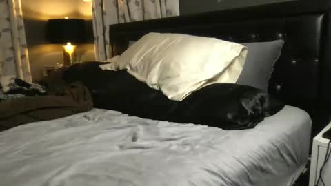 The Wild Ones online show from November 20, 1:28 am