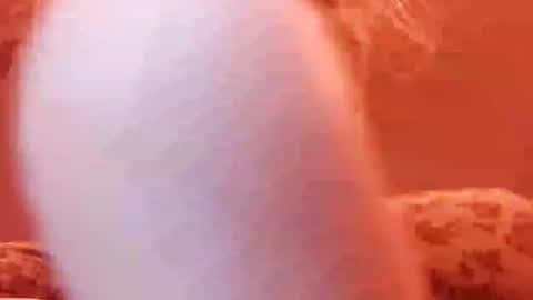 tretrix5588 online show from December 31, 5:00 am