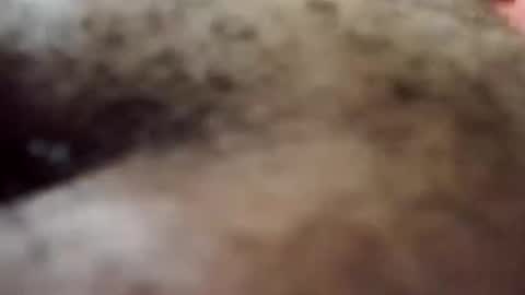 Antique-Shirt2516 online show from October 8, 9:34 pm