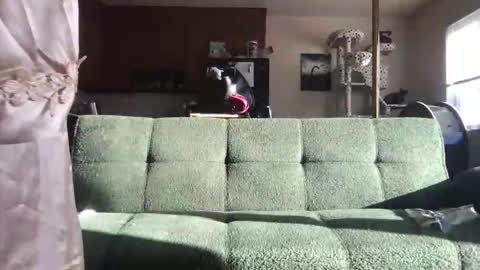 Snapshot of venustheflytrap chatting on May 21, 11:23 pm venustheflytrap online show from May 21, 11:23 pm