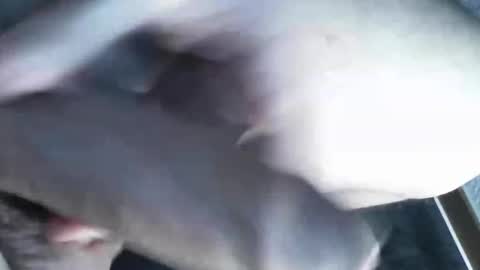 Snapshot of viktorklubb chatting on March 8, 11:39 pm   online show from March 8, 11:39 pm