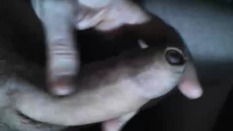 Snapshot of viktorklubb chatting on October 30, 7:36 pm   online show from October 30, 7:36 pm