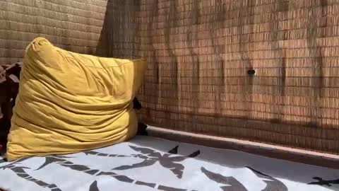 Snapshot of wolfdeep chatting on September 11, 5:46 pm Sweetdog online show from September 11, 5:46 pm