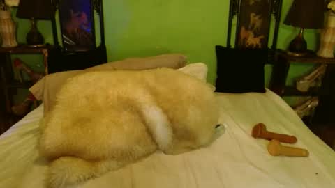 Snapshot of xxxpamelabombxxx chatting on February 28, 7:46 pm PAMPAM online show from February 28, 7:46 pm