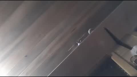 Snapshot of yessirprincesspet chatting on November 30, 6:39 am yessirprincesspet online show from November 30, 6:39 am