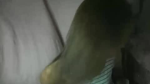 Snapshot of yourlenda chatting on February 3, 2:11 pm Glenda online show from February 3, 2:11 pm