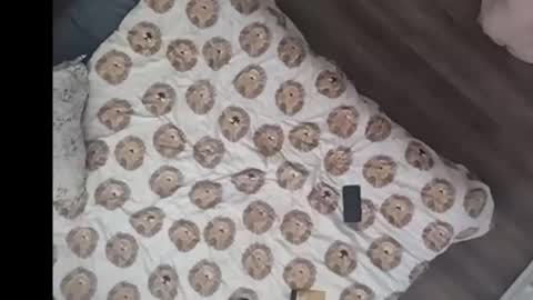 Dan online show from March 15, 3:07 pm