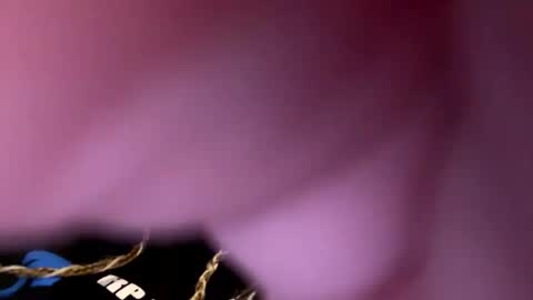 zapxxx69 online show from March 16, 6:28 am