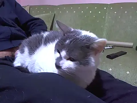 zormen355 online show from April 4, 7:44 pm