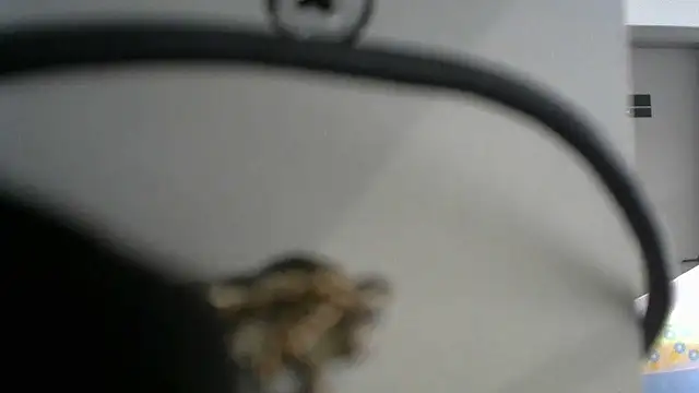 lovense test04 online show from September 19, 2:46 am