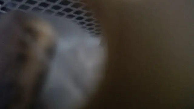 lovense test04 online show from January 19, 10:30 am