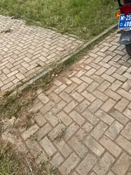 Snapshot of Black-mamba-madingo chatting on November 1, 12:29 pm Black-mamba-madingo online show from November 1, 12:29 pm