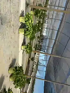 Snapshot of Jose_rz chatting on May 2, 8:03 pm Jose rz online show from May 2, 8:03 pm