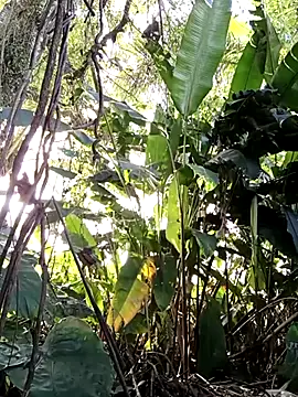 Snapshot of tuwegon chatting on June 17, 9:38 pm tuwegon online show from June 17, 9:38 pm