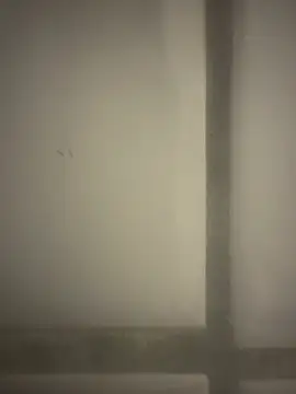 orient zob online show from February 19, 12:39 am