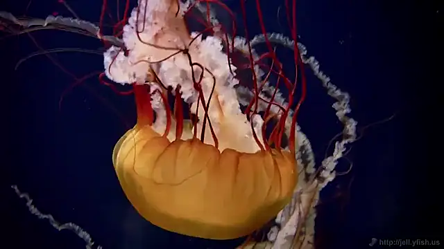 streamy test11 online show from November 5, 12:16 pm