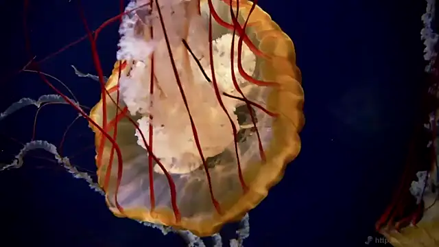 streamy test11 online show from November 19, 9:53 am