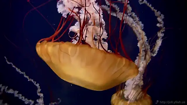 streamy test11 online show from February 19, 5:09 pm