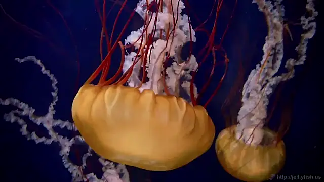 streamy test11 online show from March 5, 8:32 am