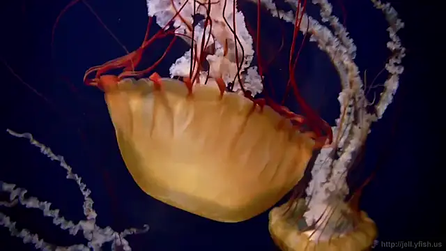 streamy test11 online show from March 18, 4:32 pm