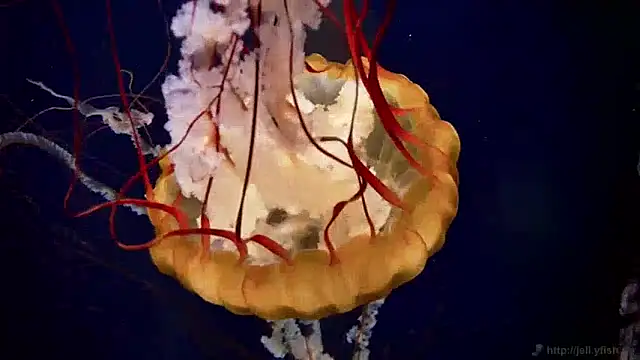 streamy test11 online show from April 22, 2:51 pm