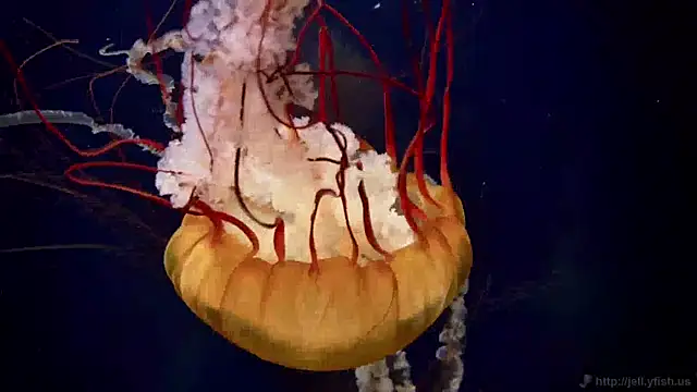 streamy test11 online show from April 24, 2:30 pm