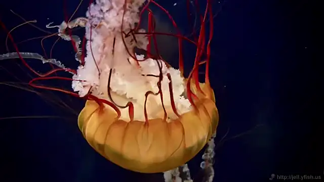 streamy test11 online show from April 28, 10:20 am