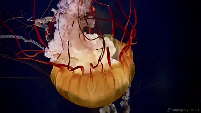 streamy test11 online show from April 29, 12:42 pm