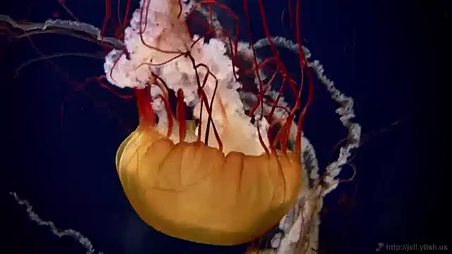 streamy test12 online show from December 2, 8:09 am