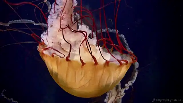 streamy test12 online show from December 4, 8:12 am